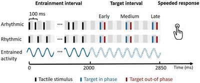 No evidence for tactile entrainment of attention